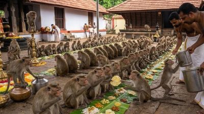 Monkeys get their Onam feast at this Kerala temple, a tradition of coexistence