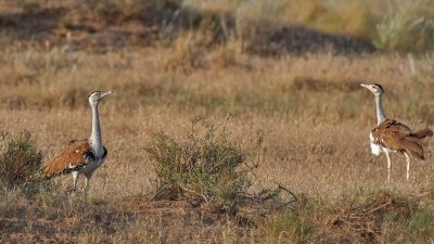 Great Indian Bustard: Study maps 16 priority conservation areas
