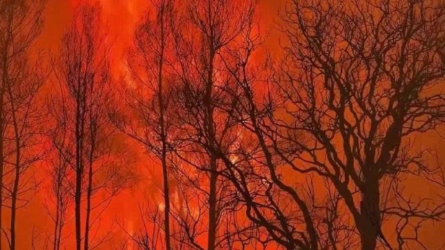 Over four million hectares of protected tropical forests destroyed by wildfires since 2001